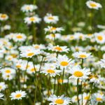 Summer white daisy flowers meadow