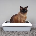 Kitty-Litter-Box-Service