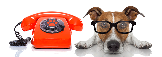 dog-phone